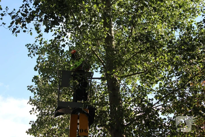 Top van boom breekt af en komt gevaarlijk boven de weg te hangen
