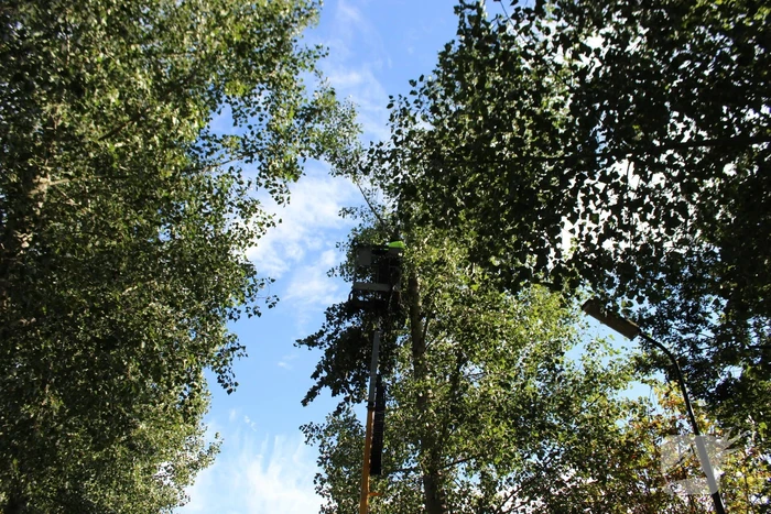 Top van boom breekt af en komt gevaarlijk boven de weg te hangen