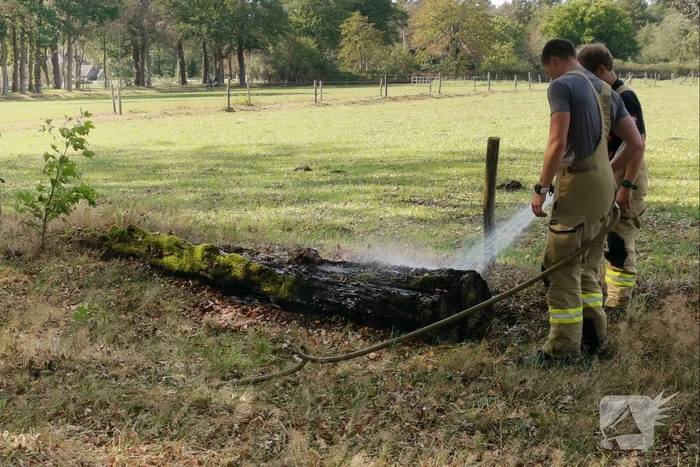 Oude boomstronk vliegt in brand