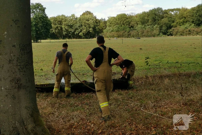 Oude boomstronk vliegt in brand