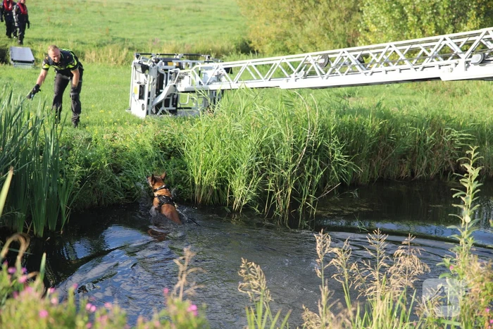 Zoekactie naar boeven in maisveld en water