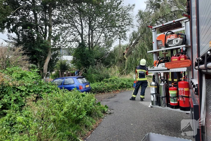 Storm Francis vernielt grote boom