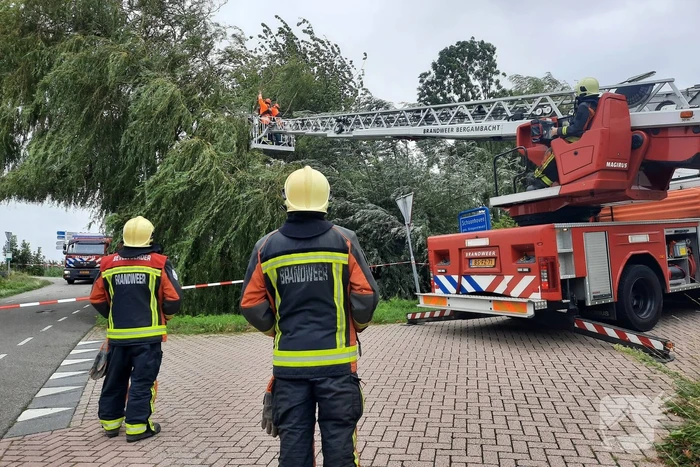 Storm Francis vernielt grote boom