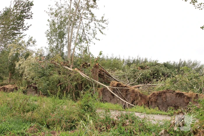 Storm Francis zorgt opnieuw voor omgewaaide takken en bomen