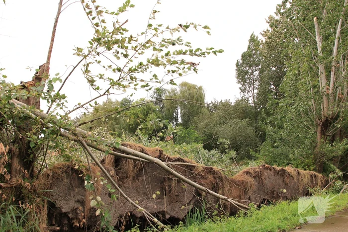 Storm Francis zorgt opnieuw voor omgewaaide takken en bomen