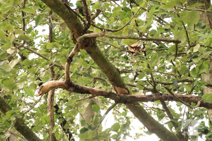 Storm Francis zorgt opnieuw voor omgewaaide takken en bomen