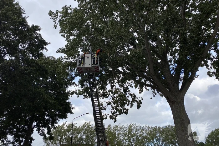 Brandweer verwijderd loshangende tak