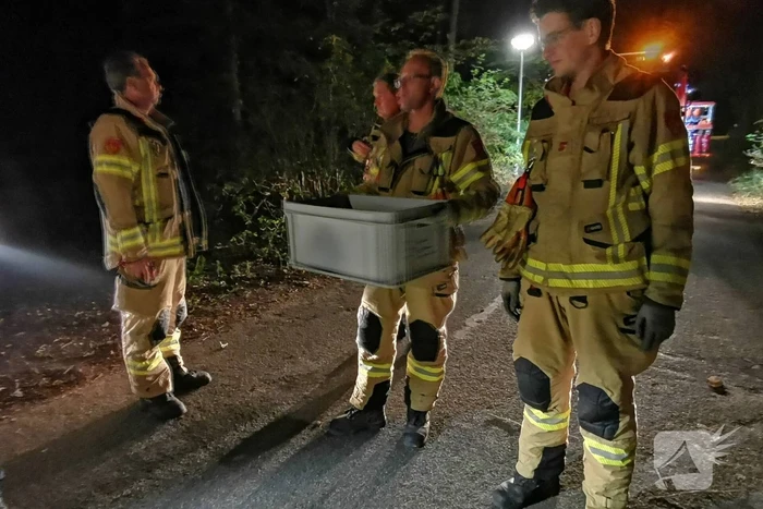Jonge duiven gered na omgevallen boom