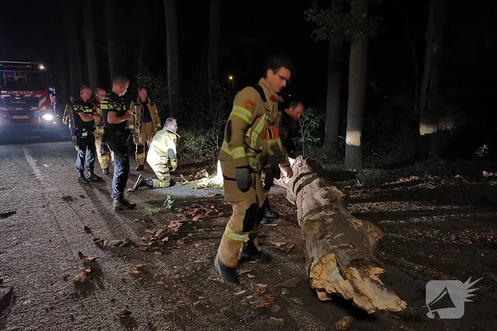 Jonge duiven gered na omgevallen boom
