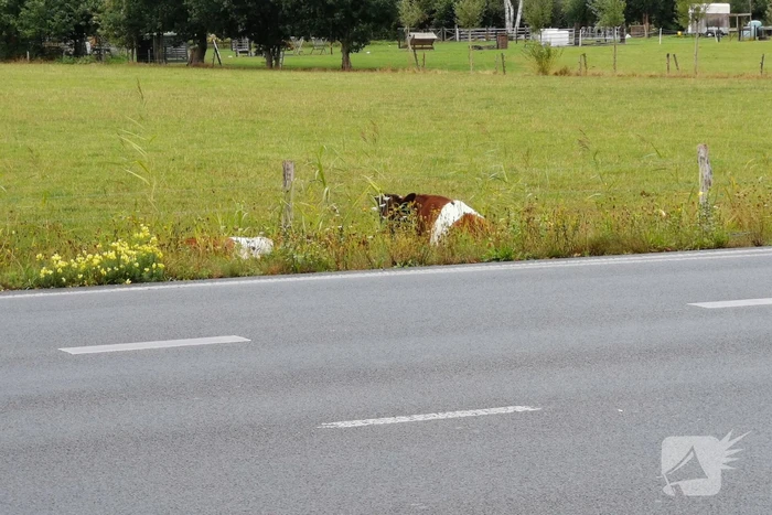 N781 afgesloten na loslopende koeien op de weg