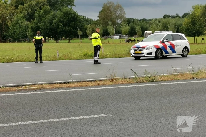 N781 afgesloten na loslopende koeien op de weg