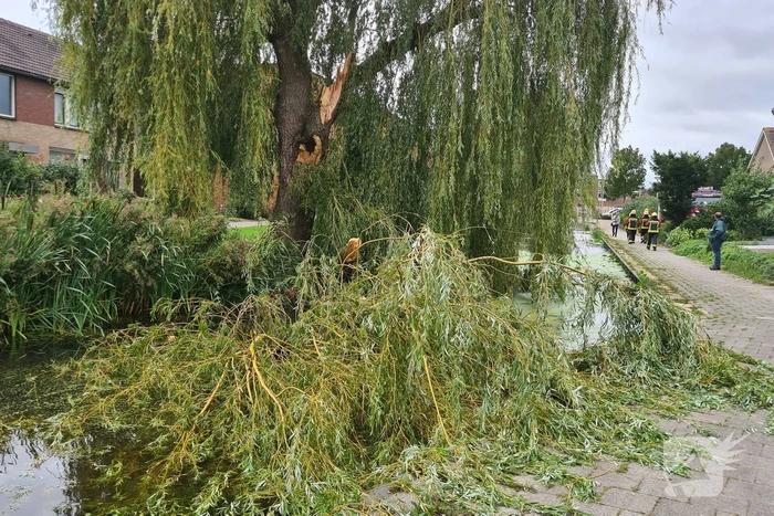 natuur roerdomp bodegraven