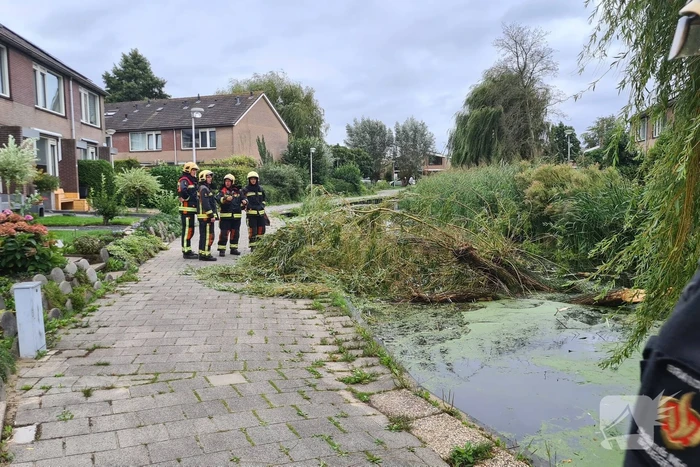 Grote takken uit boom afgebroken