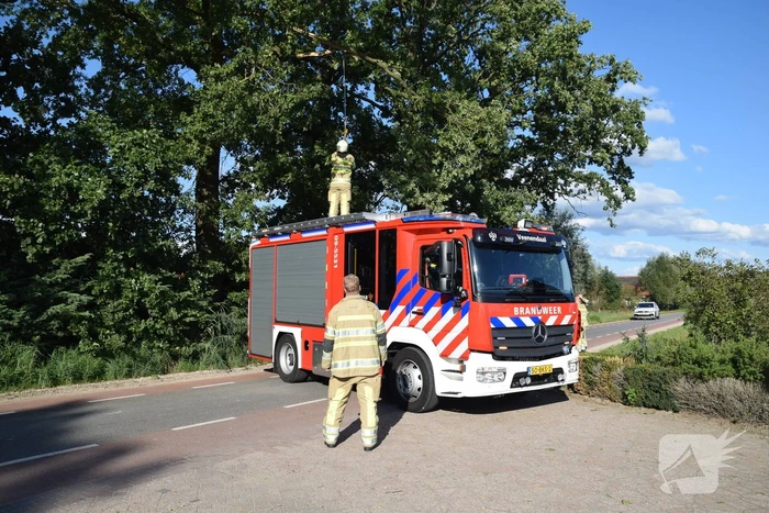 Gevaarlijk hangende tak uit boom verwijderd