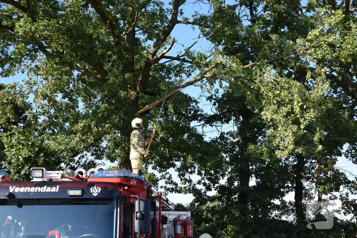 Gevaarlijk hangende tak uit boom verwijderd