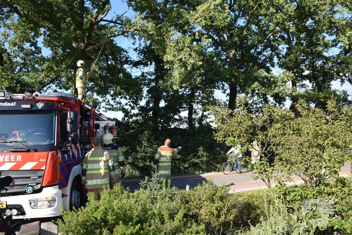 Gevaarlijk hangende tak uit boom verwijderd