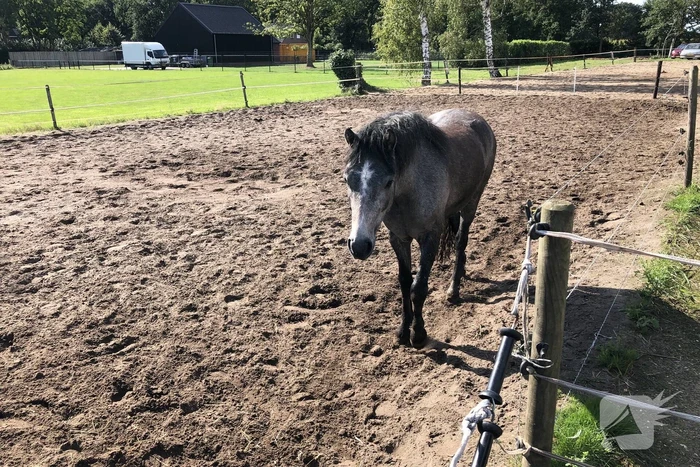 nieuws mosbulten sint-oedenrode