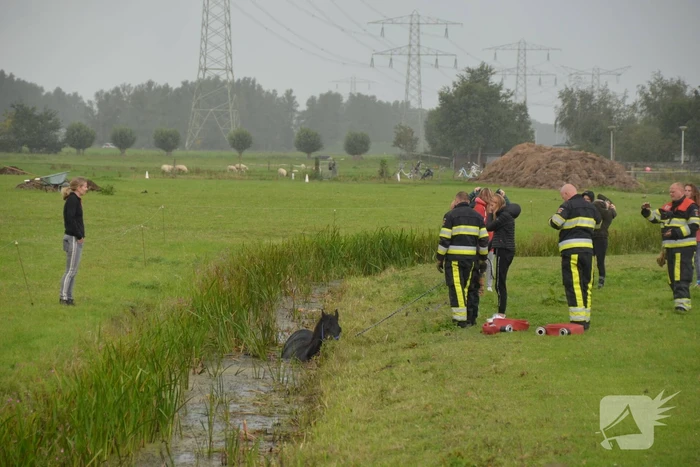 Paard vast in sloot, brandweer bevrijdt het dier