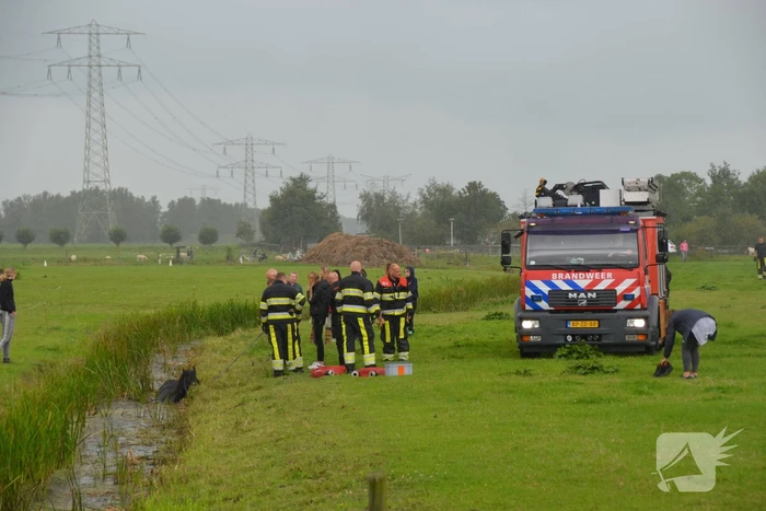 Paard vast in sloot, brandweer bevrijdt het dier
