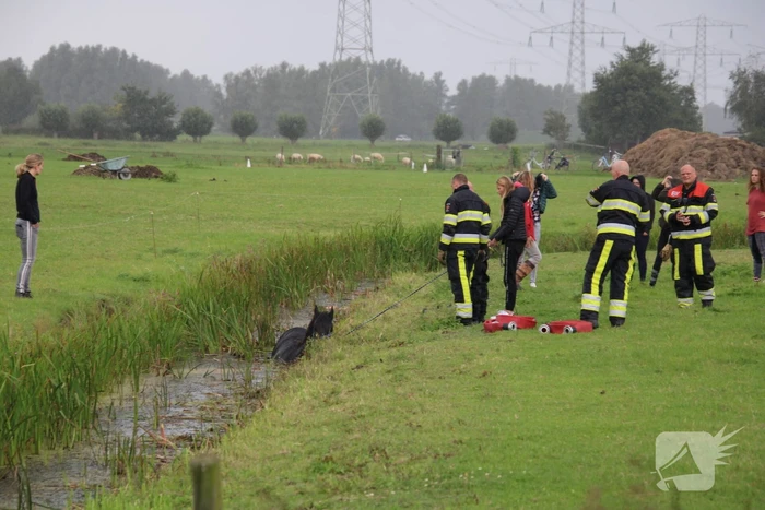 Paard vast in sloot, brandweer bevrijdt het dier
