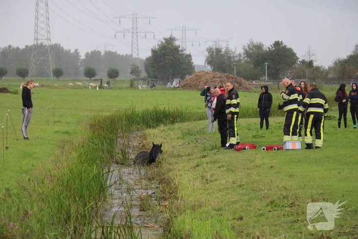 Paard vast in sloot, brandweer bevrijdt het dier
