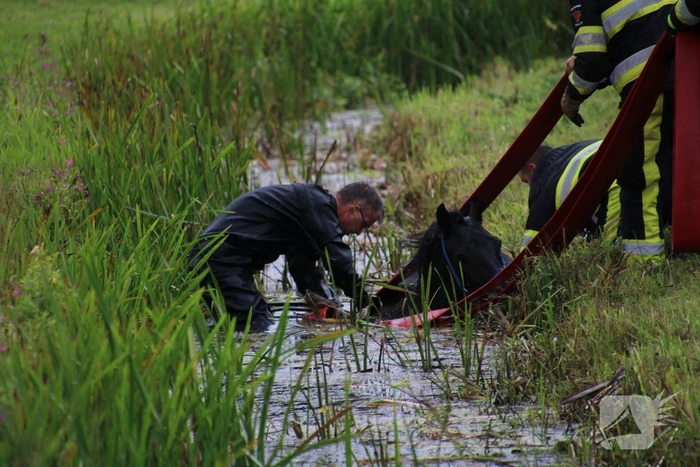 Paard vast in sloot, brandweer bevrijdt het dier