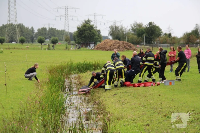 Paard vast in sloot, brandweer bevrijdt het dier