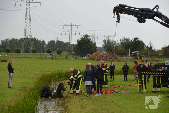 Paard vast in sloot, brandweer bevrijdt het dier