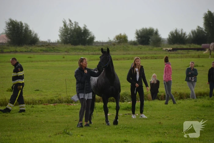Paard vast in sloot, brandweer bevrijdt het dier