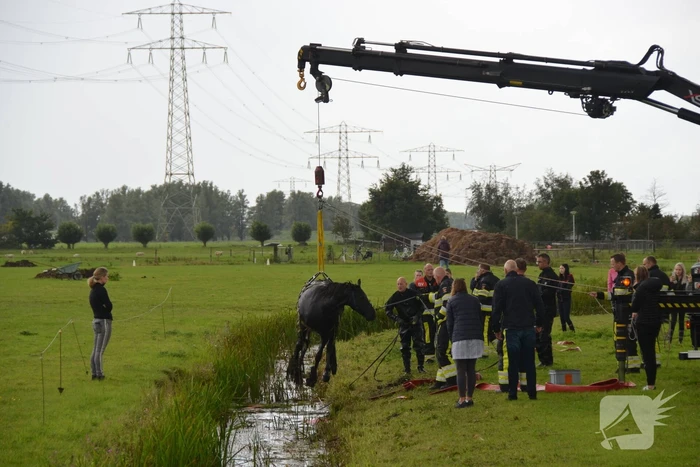Paard vast in sloot, brandweer bevrijdt het dier