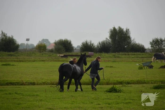 Paard vast in sloot, brandweer bevrijdt het dier