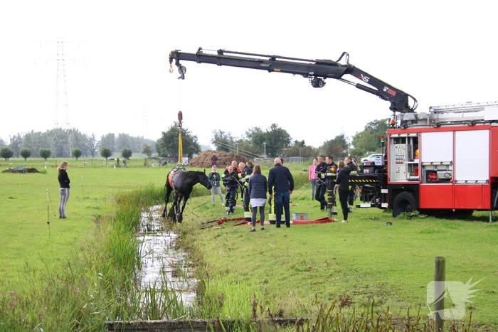 Paard vast in sloot, brandweer bevrijdt het dier