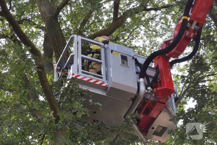 Poes zit hoog in de boom en kan er niet uit