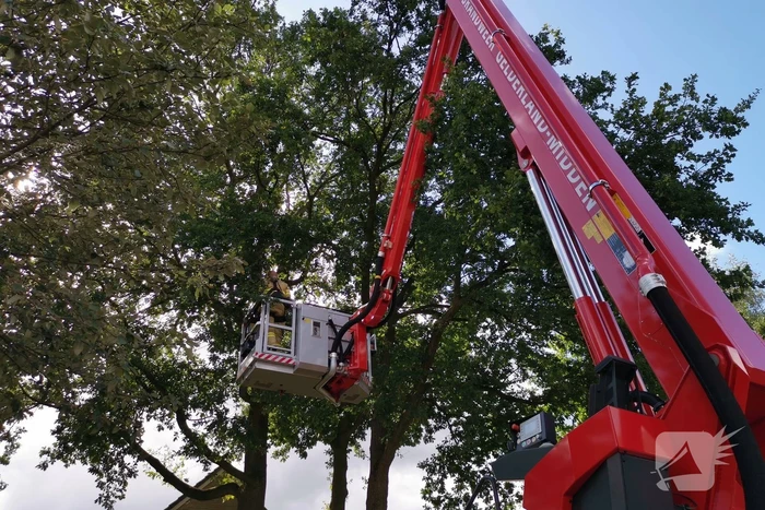 Poes zit hoog in de boom en kan er niet uit
