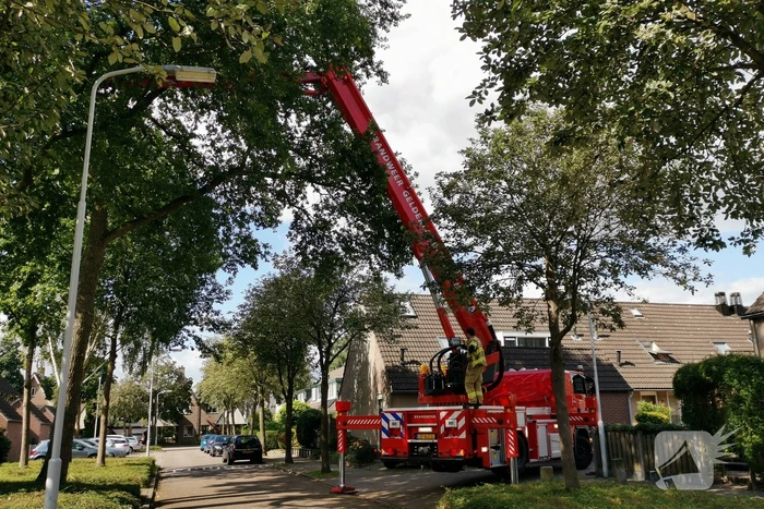 Poes zit hoog in de boom en kan er niet uit