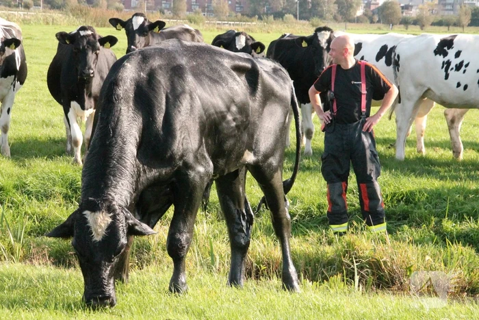 Stier belandt in sloot en wordt gered