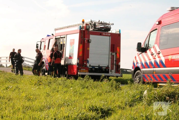 Stier belandt in sloot en wordt gered