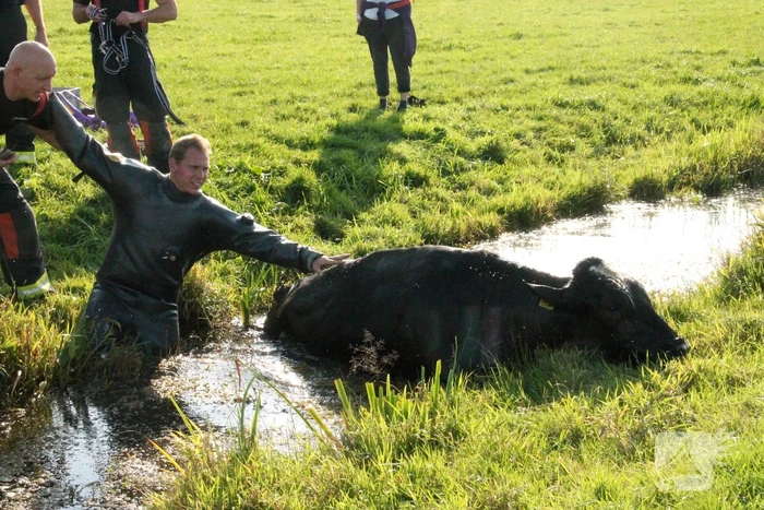 Stier belandt in sloot en wordt gered