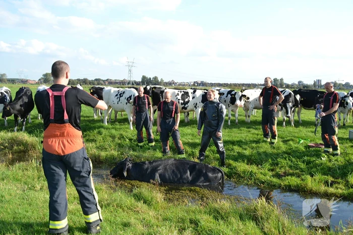 Stier belandt in sloot en wordt gered