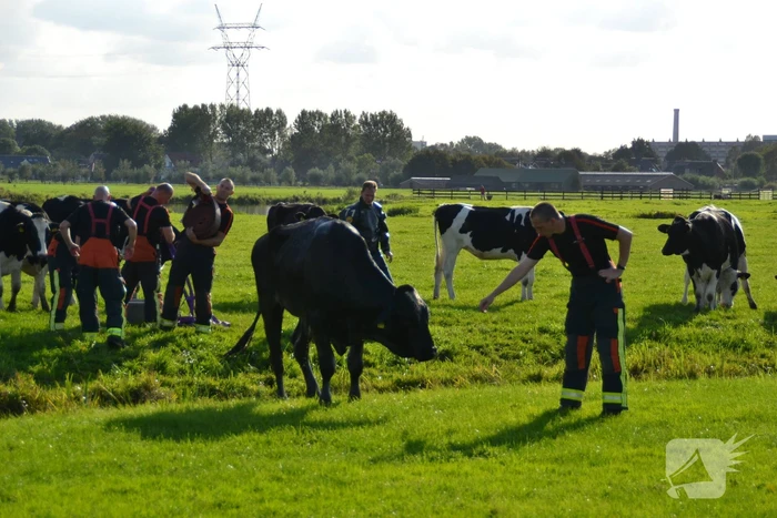Stier belandt in sloot en wordt gered