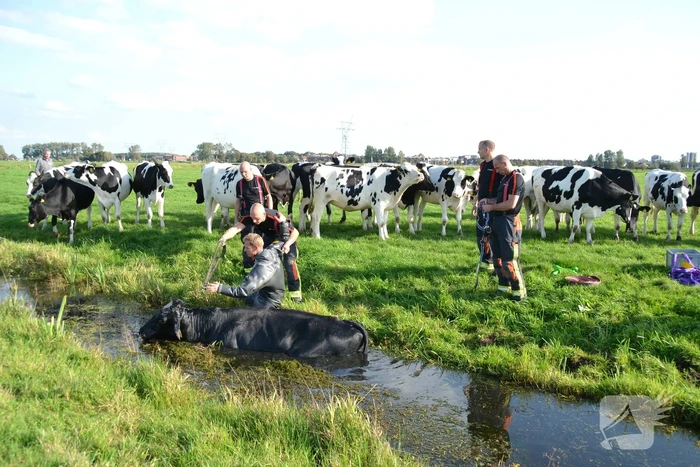 Stier belandt in sloot en wordt gered