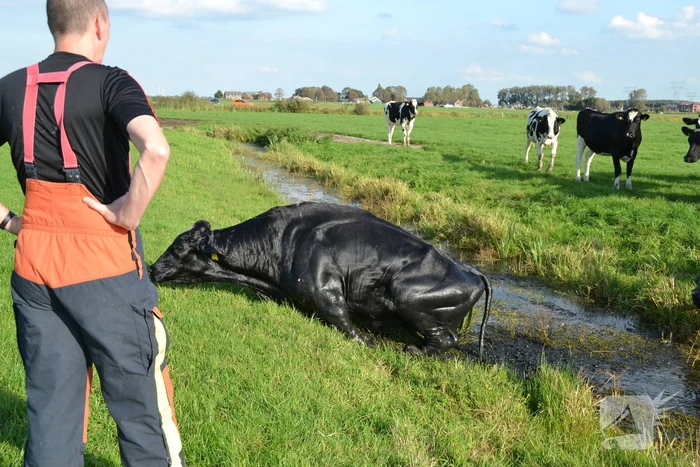 Stier belandt in sloot en wordt gered