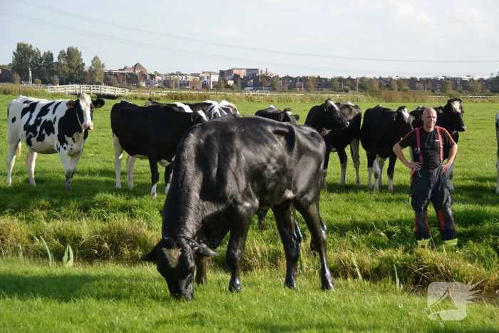 Stier belandt in sloot en wordt gered
