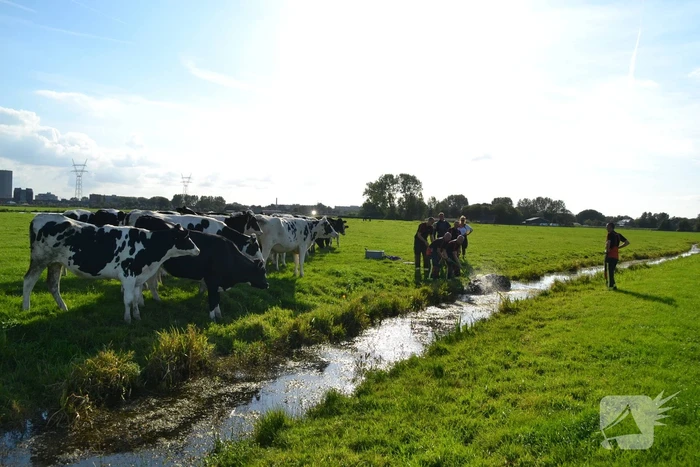 Stier belandt in sloot en wordt gered