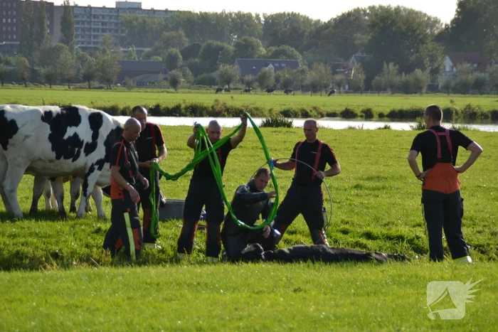 Stier belandt in sloot en wordt gered