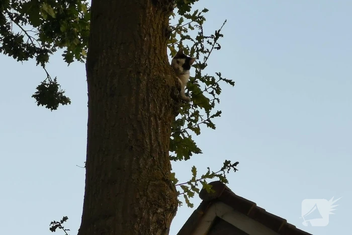 Brandweer doet nieuwe poging kat uit boom te halen