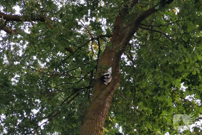 Brandweer doet nieuwe poging kat uit boom te halen
