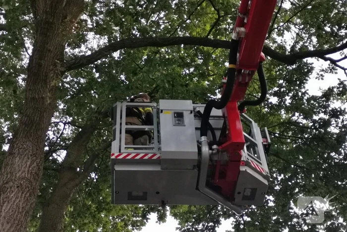 Brandweer doet nieuwe poging kat uit boom te halen