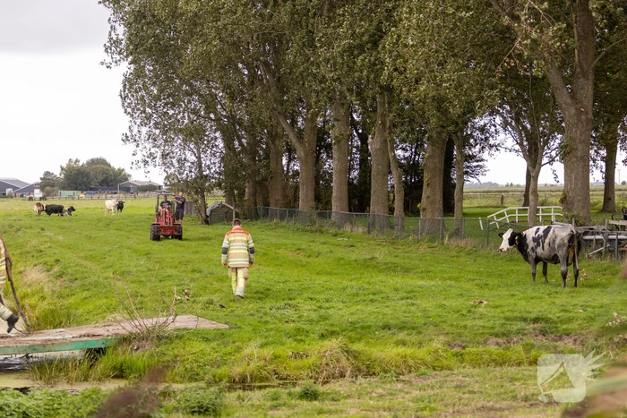 Brandweer trekken koe uit sloot