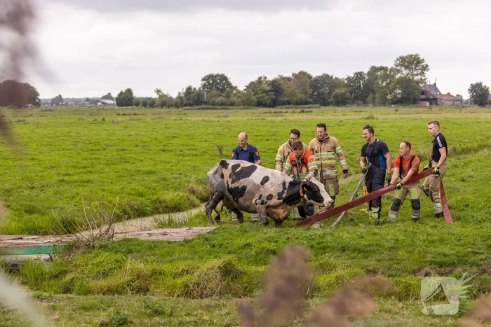 Brandweer trekken koe uit sloot